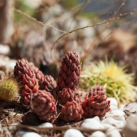 Le Cabanon De Valerie *